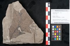 Foto (Objekt + Etikett) von Plantae indet.  (NHMW-GEO-2024-0188-11453)